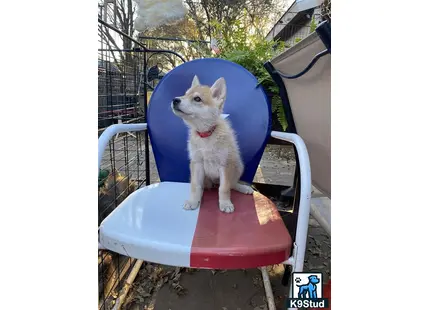 a wolf dog dog sitting in a chair